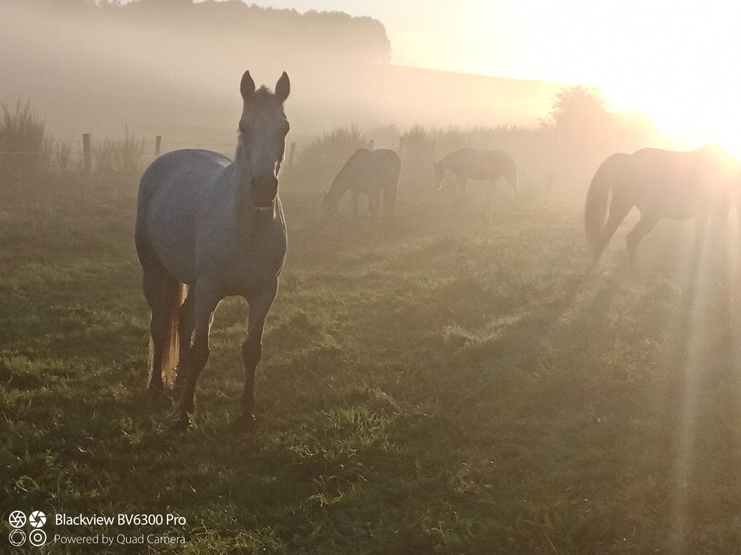 Tarifs Le Relais Equestre des Récolets